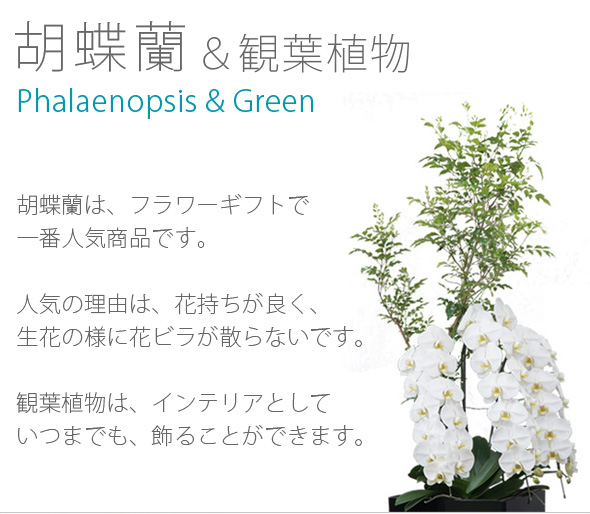 胡蝶蘭はフラワーギフトで一番人気商品です