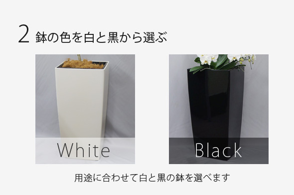 用途に合わせて白と黒の鉢を選べます