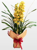 黄い花の蘭　シンビジューム　10,500円（税込み）　送料無料