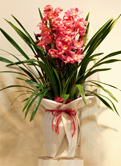 赤い花の蘭　シンビジューム　10,500円（税込み）　送料無料